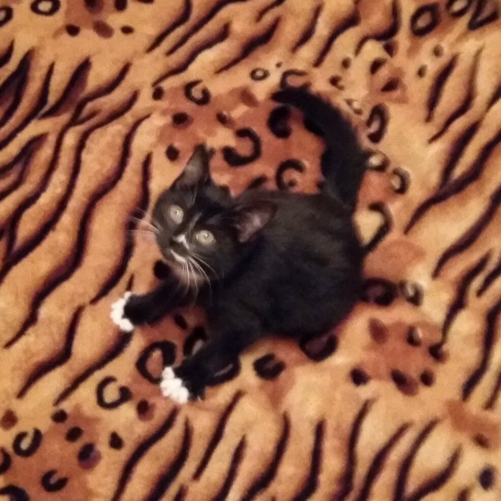 А вот таким Альнаир покинул наш приют :)