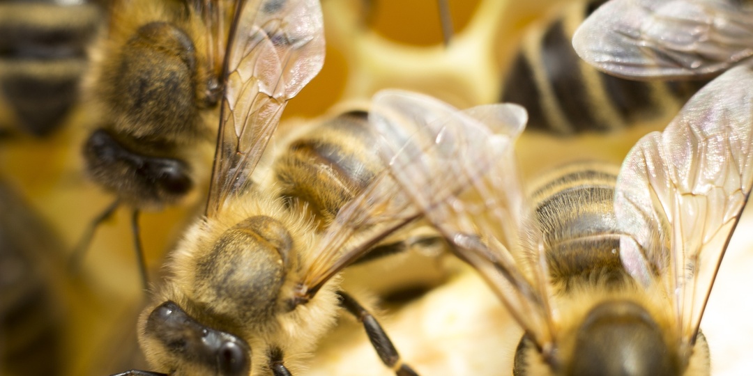 Мёд класса organic в Кыргызстане