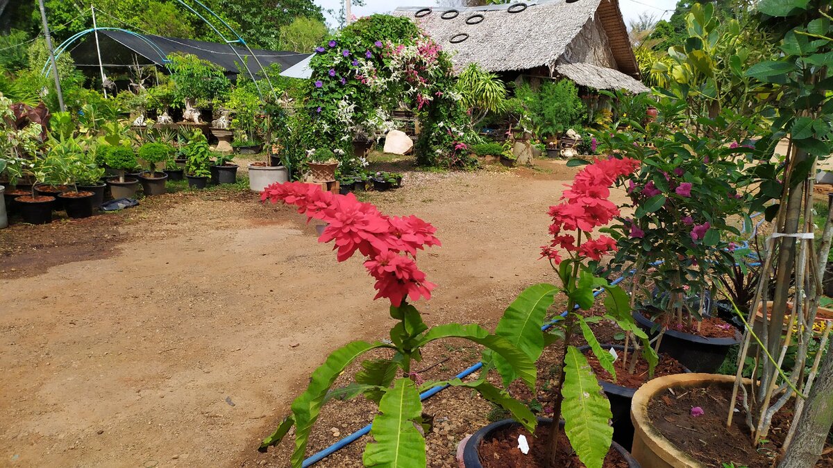 Еще один питомник по дороге