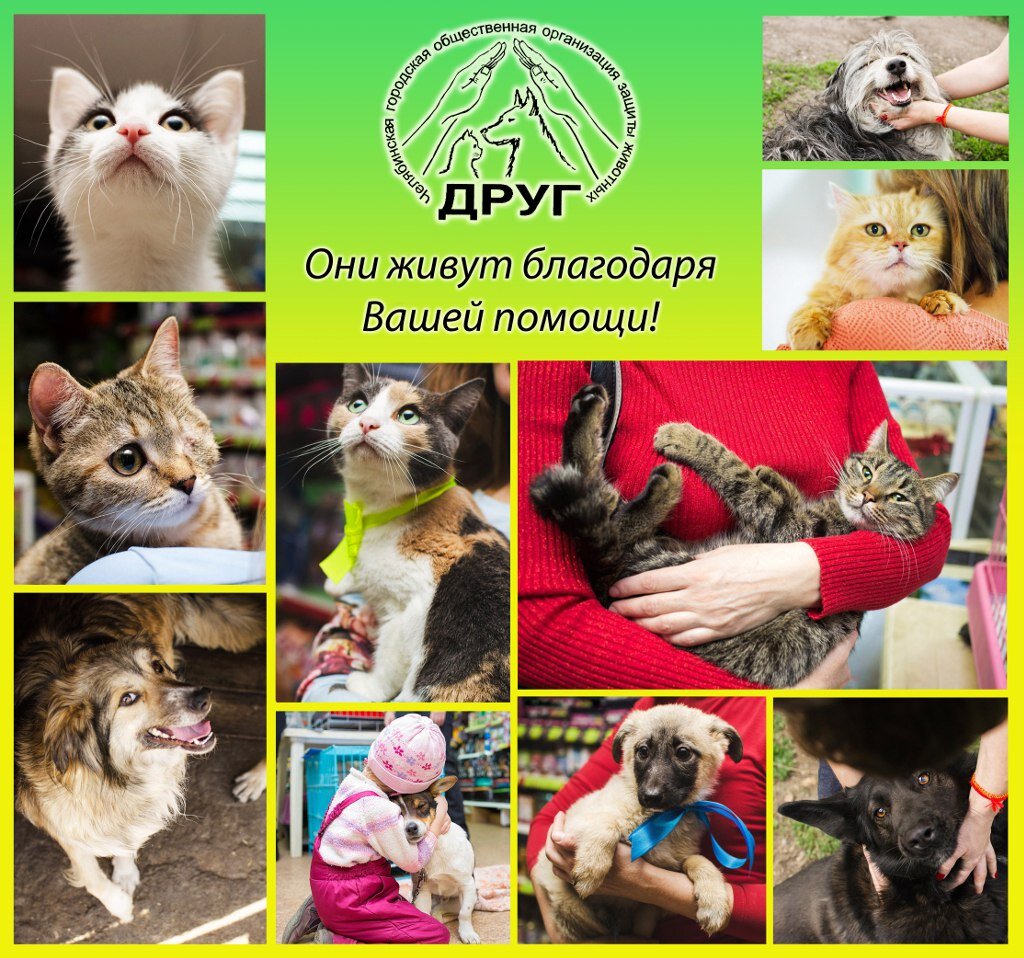 Мы с Дымком решили, что чем больше людей узнают об этом замечательном приюте, тем больше помощи получат его питомцы. (Фото из архива приюта "Друг")