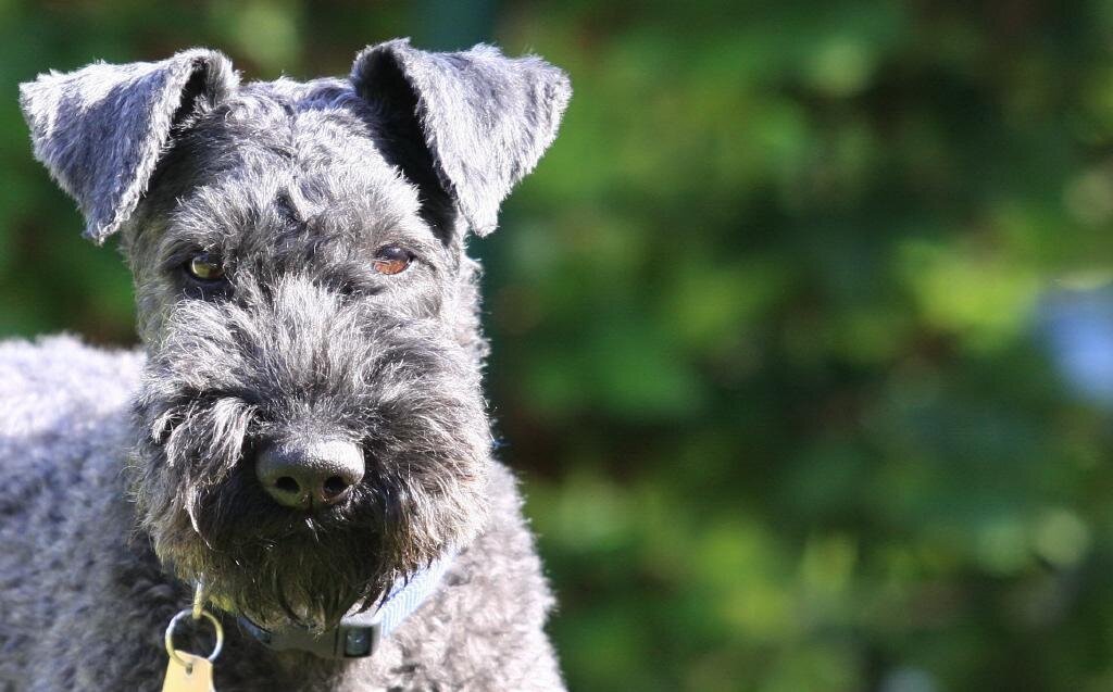 керри-блю-терьер