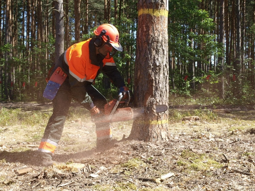 лесоруб профессия. лесоруб пилит дерево. работник леса. работники в лесу. спиленное дерево.