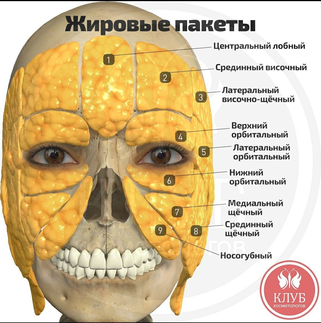 Жировые пакеты на лице фото анатомия