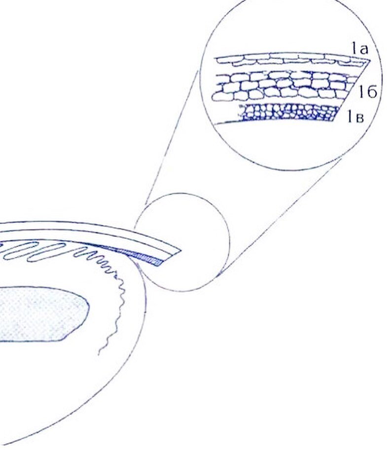 Кератиновые слои ногтевой пластины