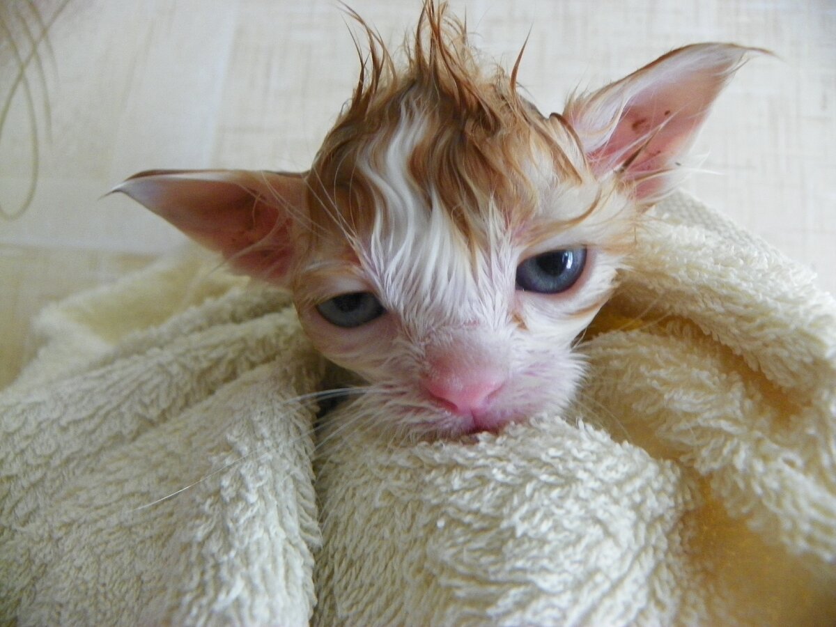 Котю пришлось оставить. К сегодняшнему дню она уже много раз стала мамой, и по информации из добрых рук - живет вполне достойно. )))