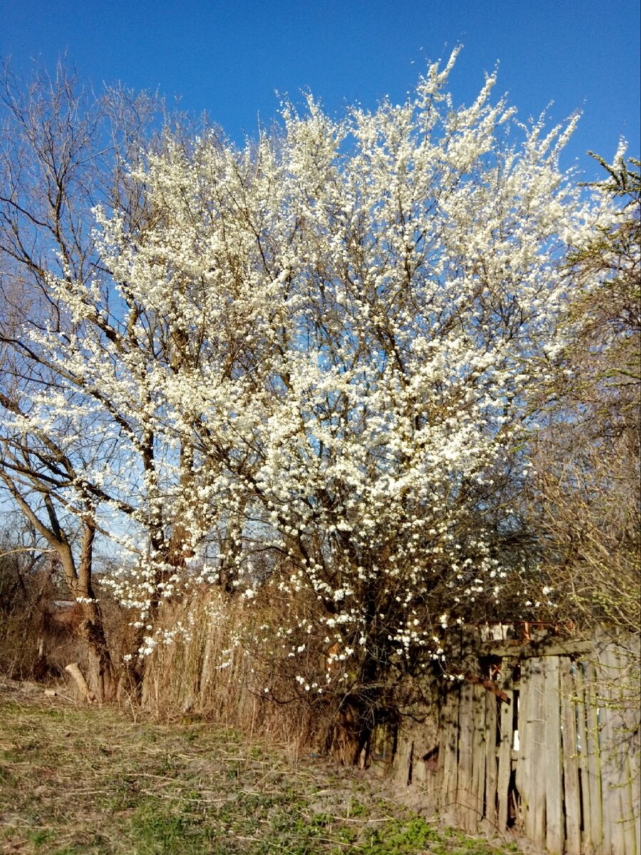 Все цветет и пахнет. Завалившийся забор на фото как бы говорит, что это далеко не центр города)