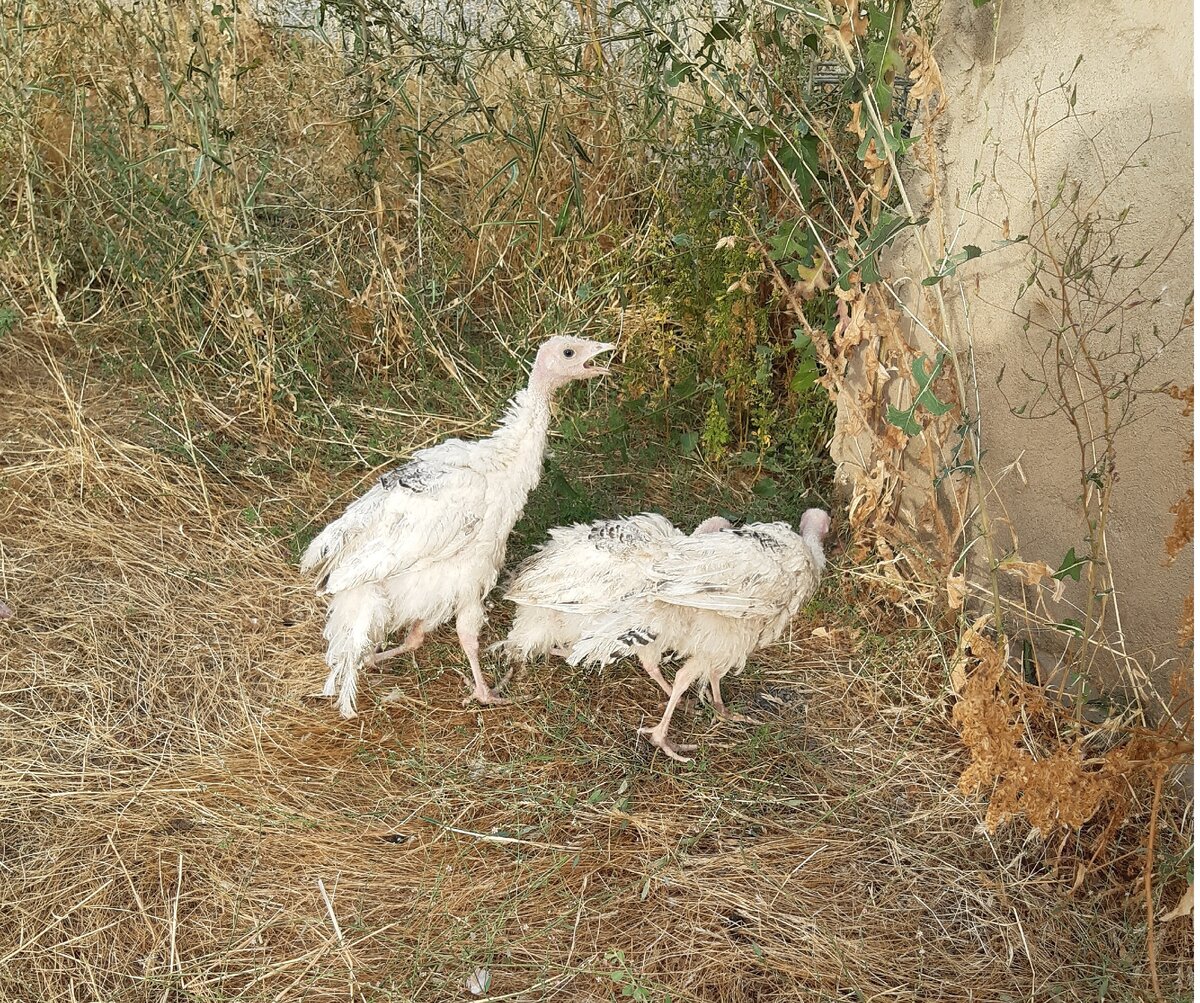                              Те самые 2 цыплята индюшки у которых ноги вывернулись