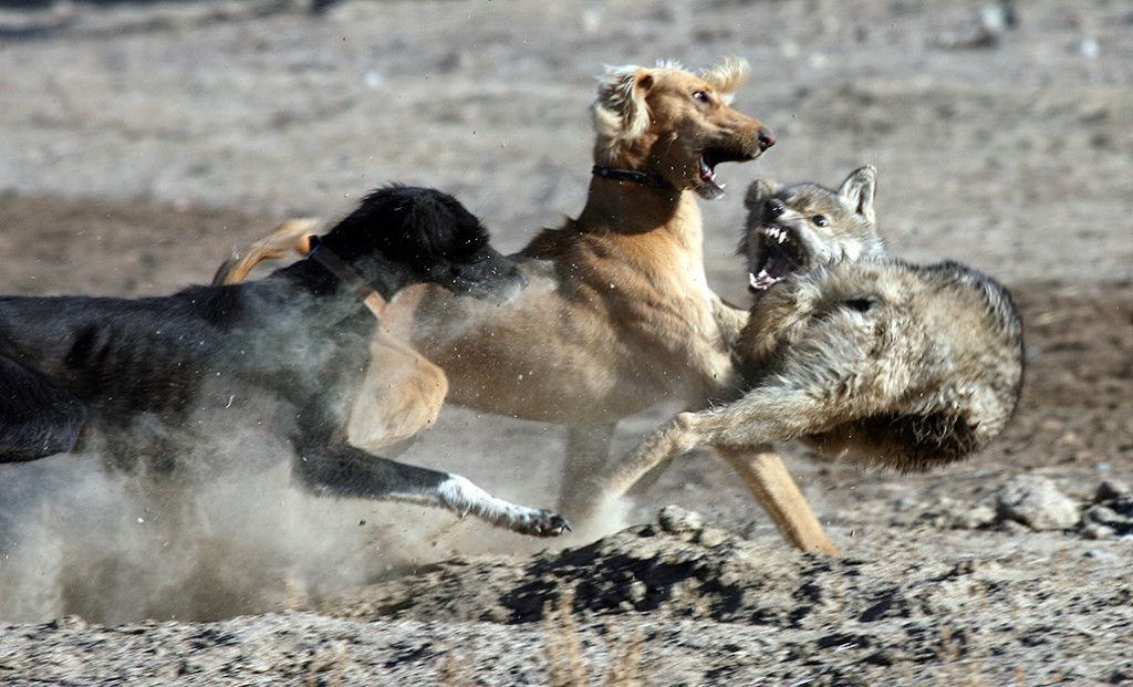 Wolf hunting with dogs породы. Русская псовая борзая против волка. Борзая Тайган. Киргизская борзая Тайган. Тайган (порода собак) курсинг.