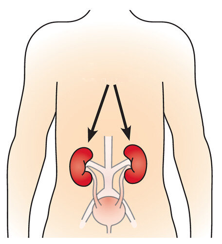 здесь изображено расположение почек в нашем организме. На деле нащупать почки вы можете с легкостью самостоятельно. Для этого положите руки на пояс и отведите чуть назад, чтобы позвоночник находился посередине.