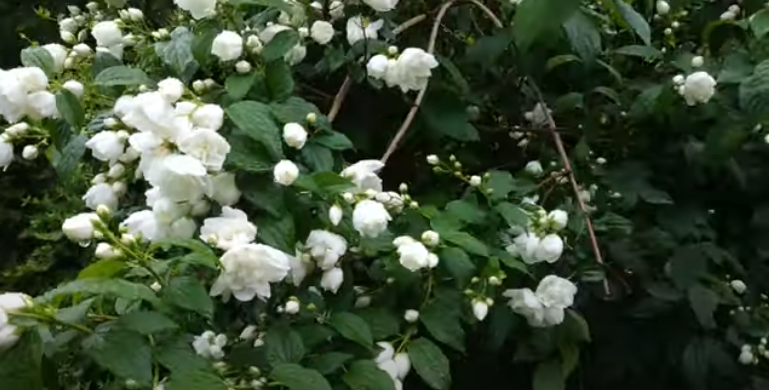 Сорт Чубушника "Мультифлора"