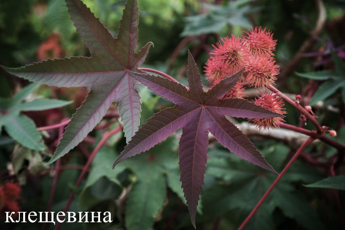 Опасное для жизни растение