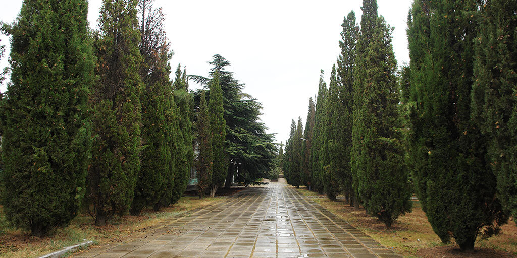 Кипарисовая аллея судак. Кипарисы курортный парк кисловодск. Кипарисовая аллея ялта. Аллея кипарисов в кисловодске. Аллея кипарисов.