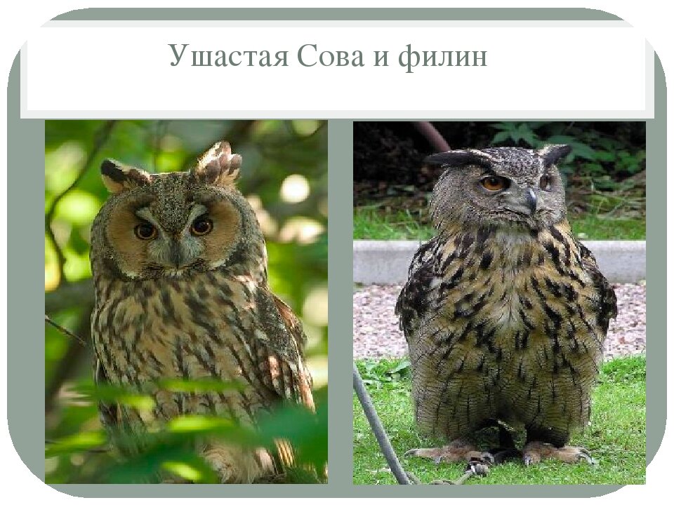 Филин сова сыч разница. Чем отличается сыч от совы. Систематика совы. Ушастая сова и филин отличия. Сычи и совы различия.