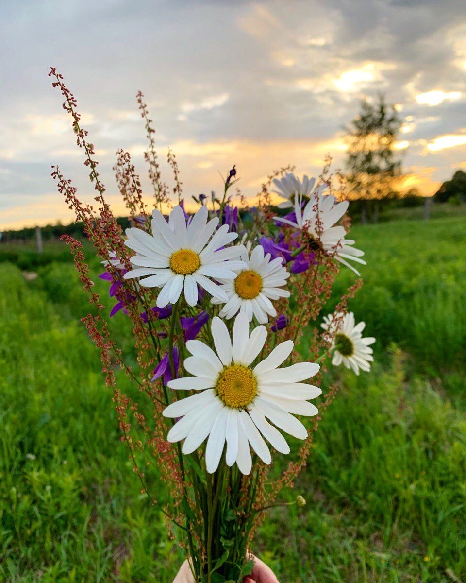 Мой букет ромашек