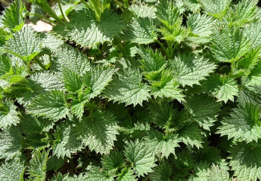 фото: https://pixabay.com/