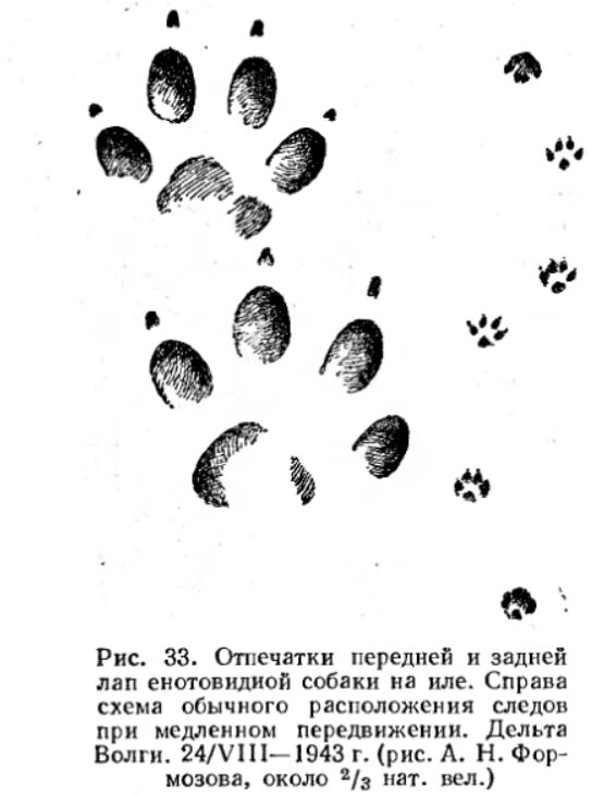Следы ежа картинки