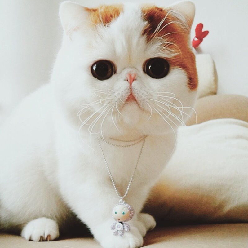 Сходство кошки с плюшевой игрушкой 