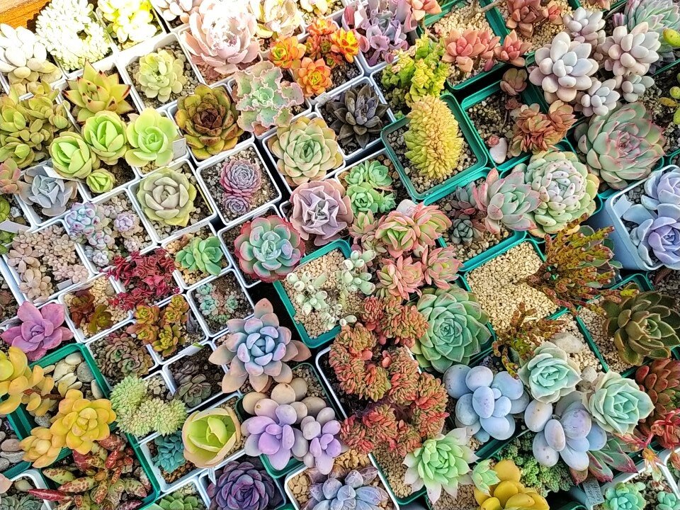 Вот эту поляну теперь на подоконник