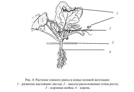 Источник рисунка: agro-archive.ru