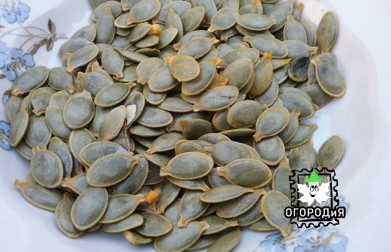 Семена тыквы