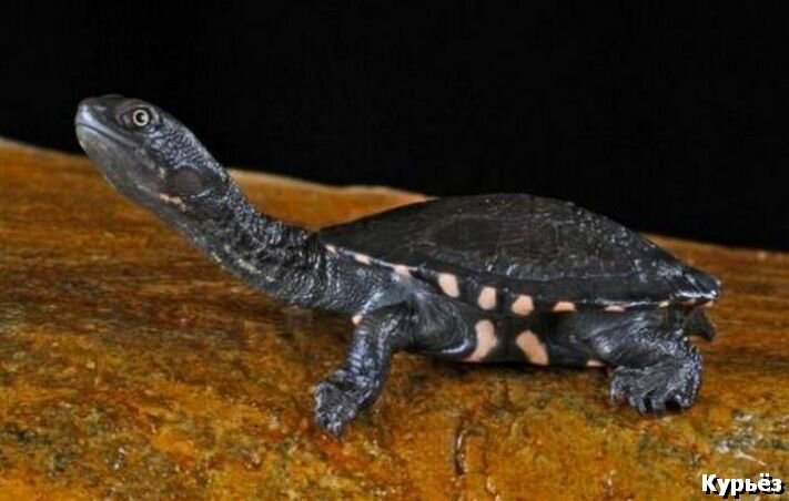 Черепаха с длинной шеей (Ист. изобр. https://bashny.net/t/)