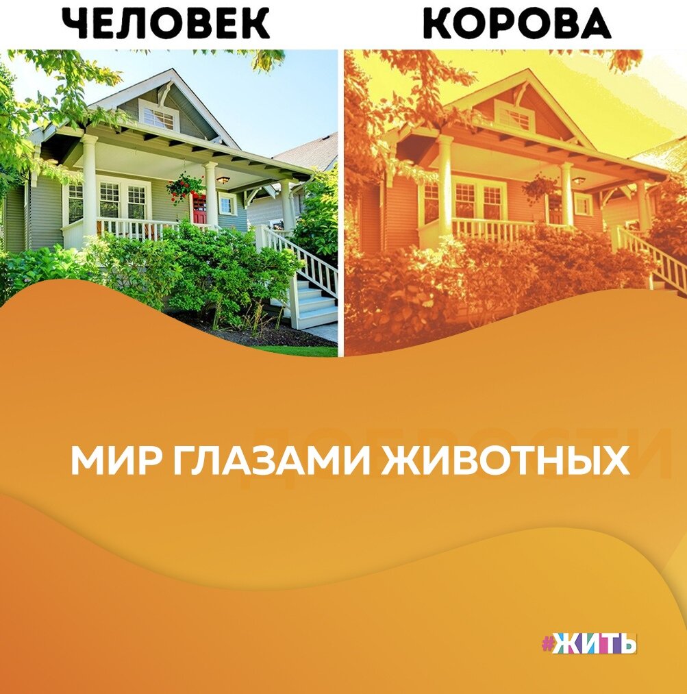 Друзья, сегодня Всемирный день защиты животных🤲 
Мы настолько привыкли к тому, как мы видим окружающий мир, что нам даже не приходит в голову, что кто-то может видеть его иначе. Конечно, теоретически мы знаем, как видят животные, например, змеи видят тепло, которое выделяют живые организмы, красная тряпка провоцирует быка, лошадь хорошо видит до 500 метров впереди себя. Но как это выглядит в действительности, мы знаем только в теории🤔

Мы представили на практике, как именно, по мнению ученых, видят одну и ту же картину разные животные и предлагаем и Вам посмотреть эти картинки🙌

Берегите животных, ведь они нуждаются в нашей помощи😌

#жить #проектжить #животные
