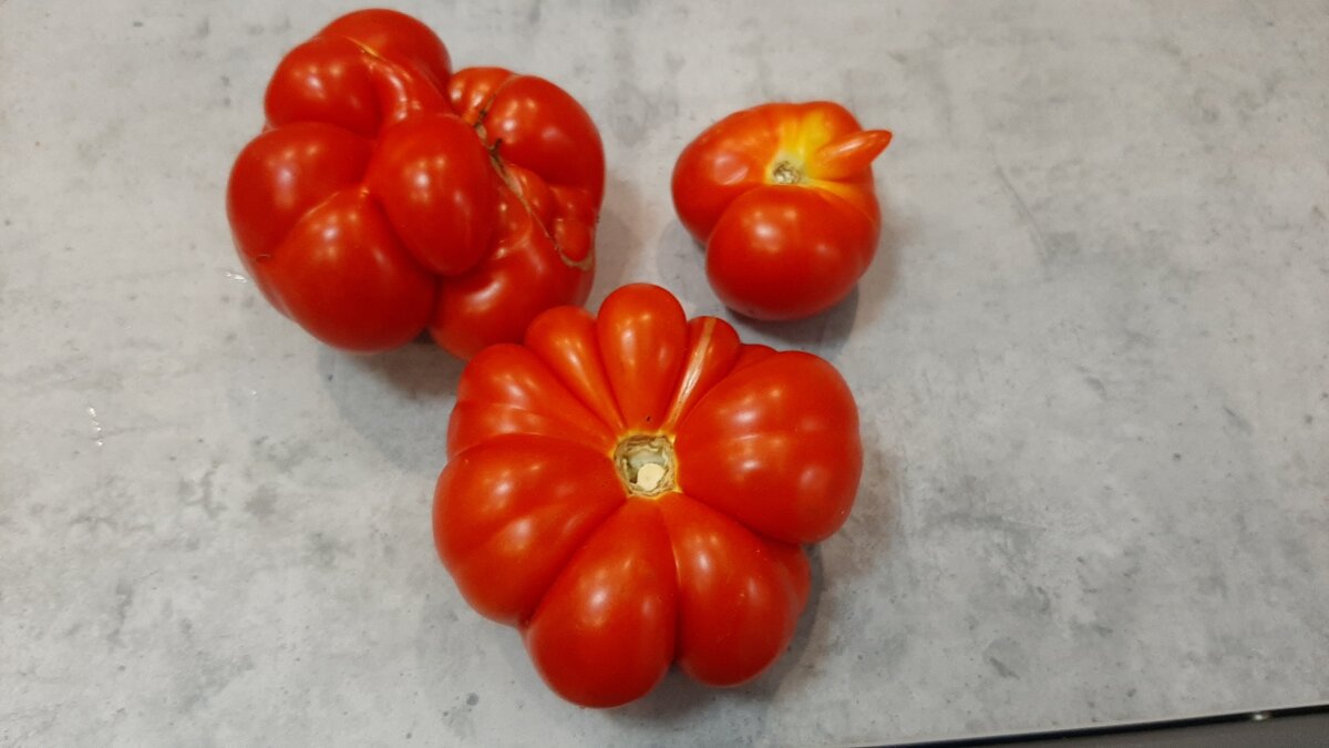 Сибирский скороспелый