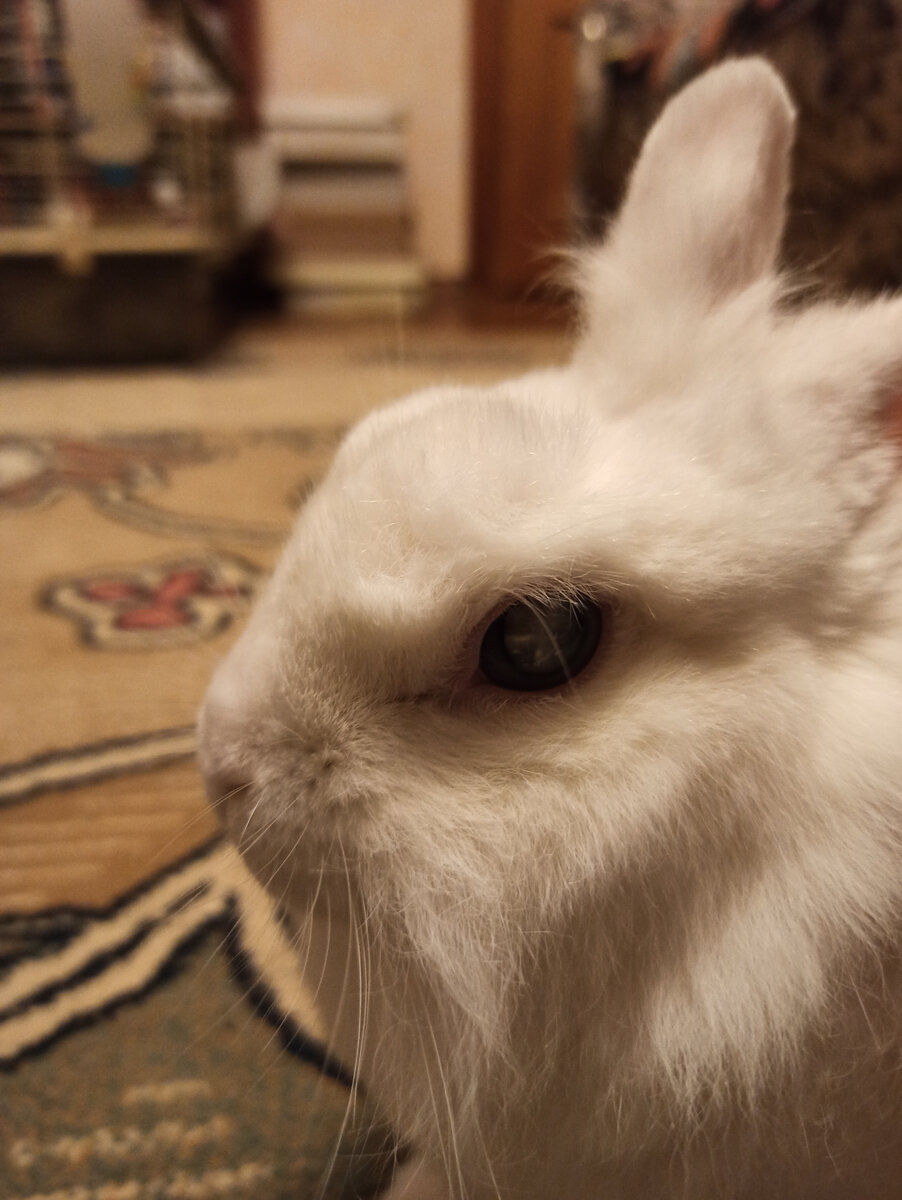 Вот например, как может выглядеть беззащитный добрый человек.