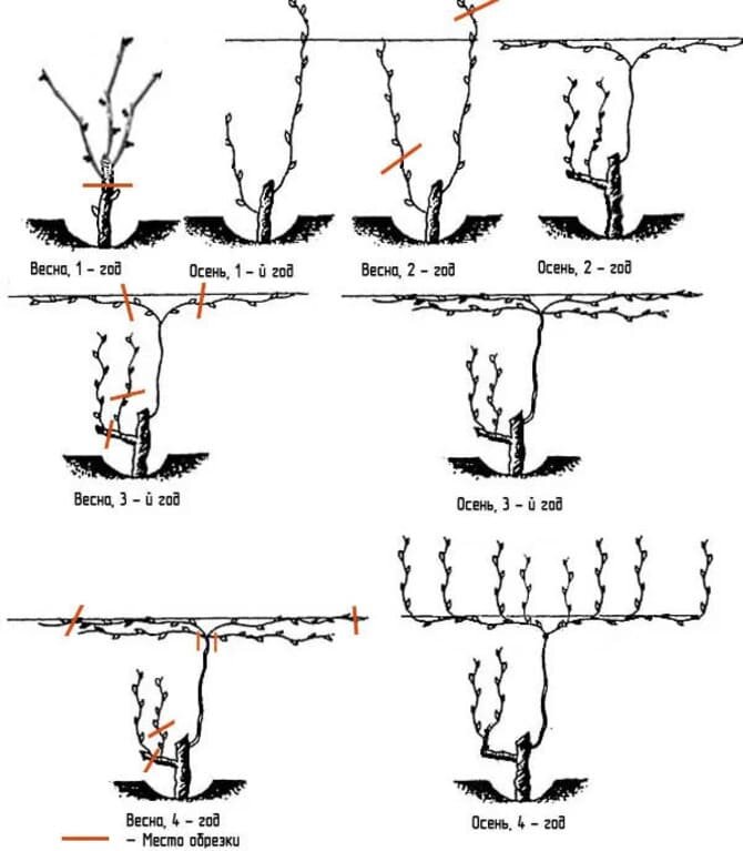 Как правильно обрезать виноград осенью. Поймет даже новичок