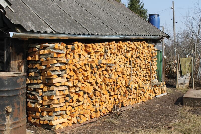 ольха сохнет. весна