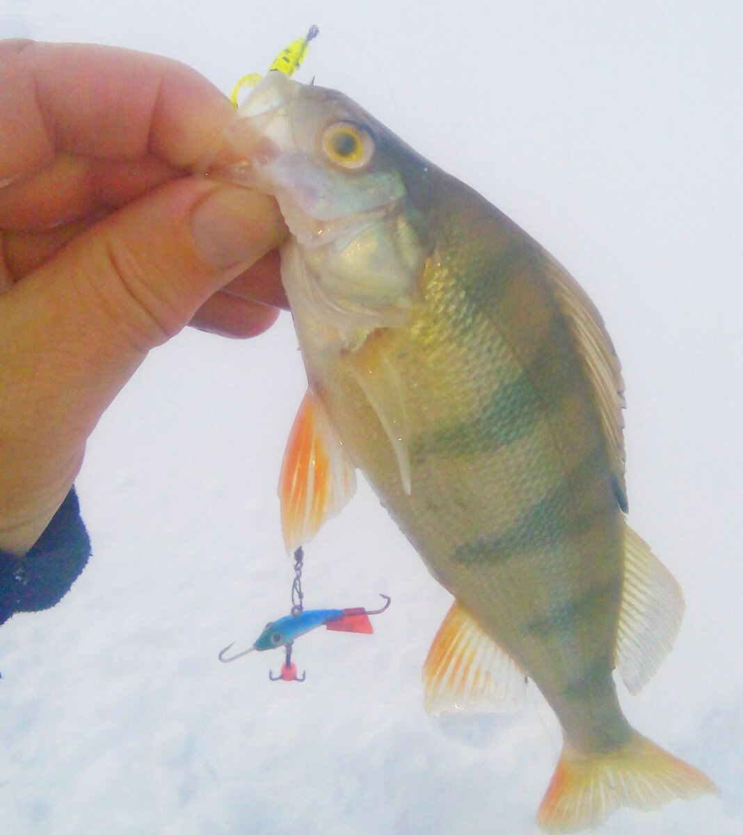 Крючок без поводка привязан на основную леску, сантиметрах в 20 над балансиром.