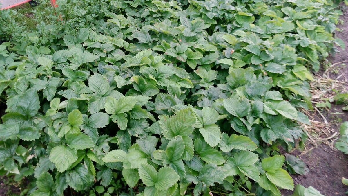 Клубника жирует. Фото автора 