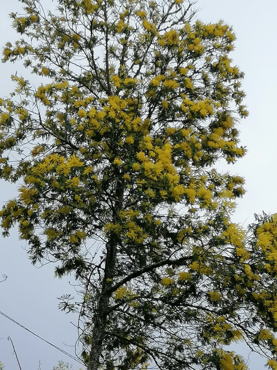 Вот оно, наше 8-е Марта.