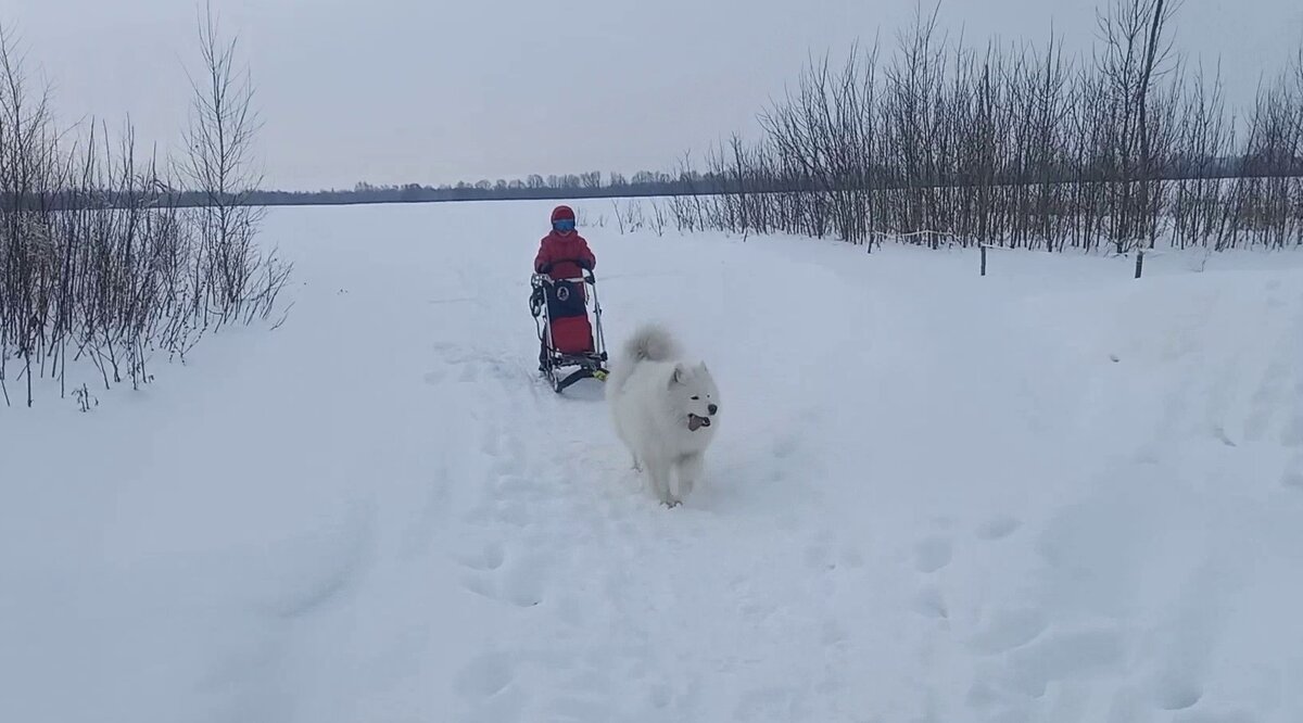 Язык набок был не только у собаки, но и у меня :) . Набегался никак не меньше собаки...