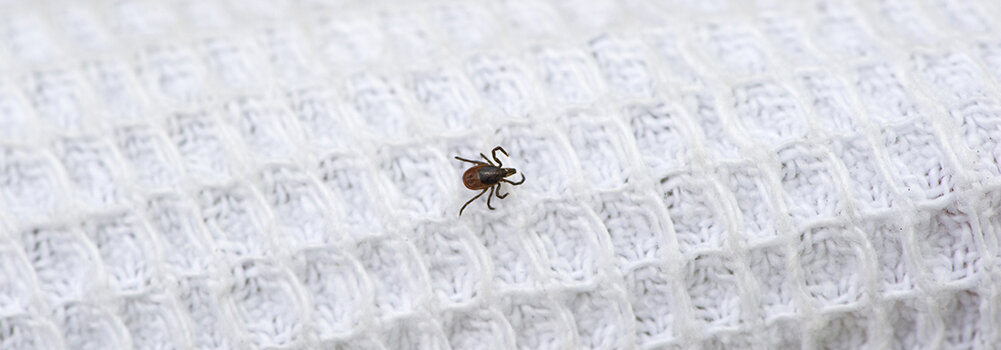 Сезон охоты на клещей