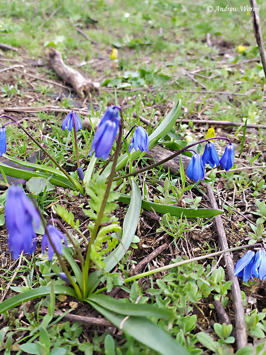 Лазоревые цветки Пролески сибирской 