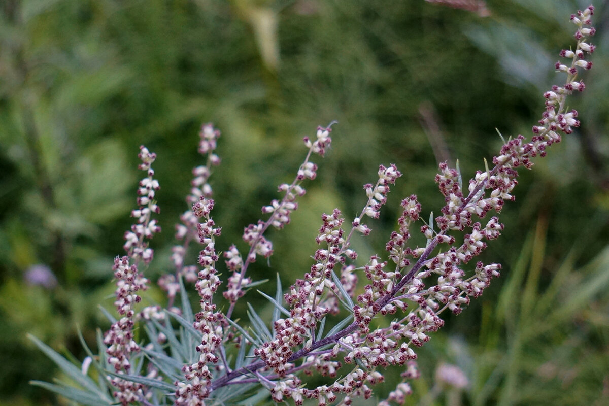 Растение хорошо. Artemisia argyrophylla. Артемисия Средиземноморская растение.