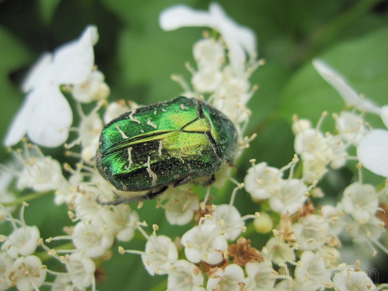 фото из Интернета