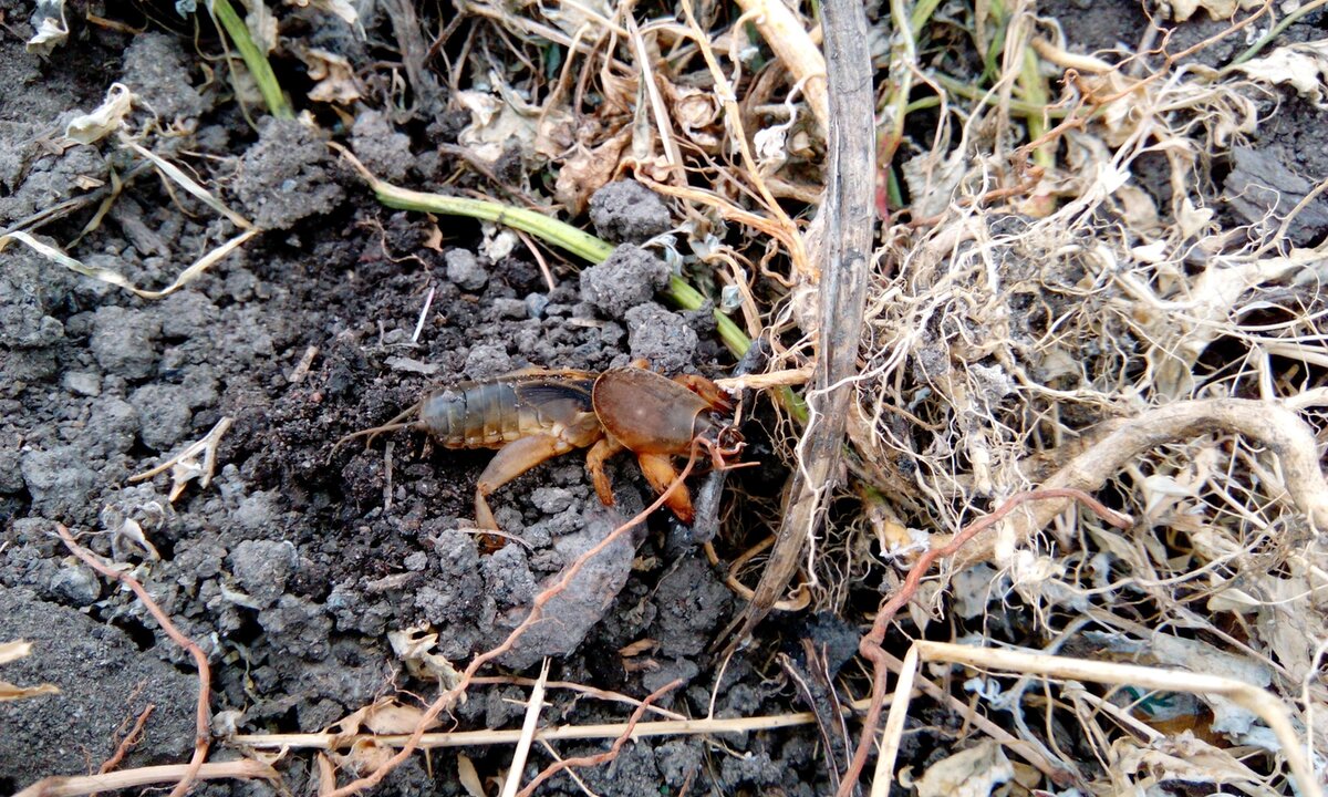 Весенний корень. Корни и медведка. Много медведки в огороде. Признаки медведки на огороде. Ходы медведки ранней весной.