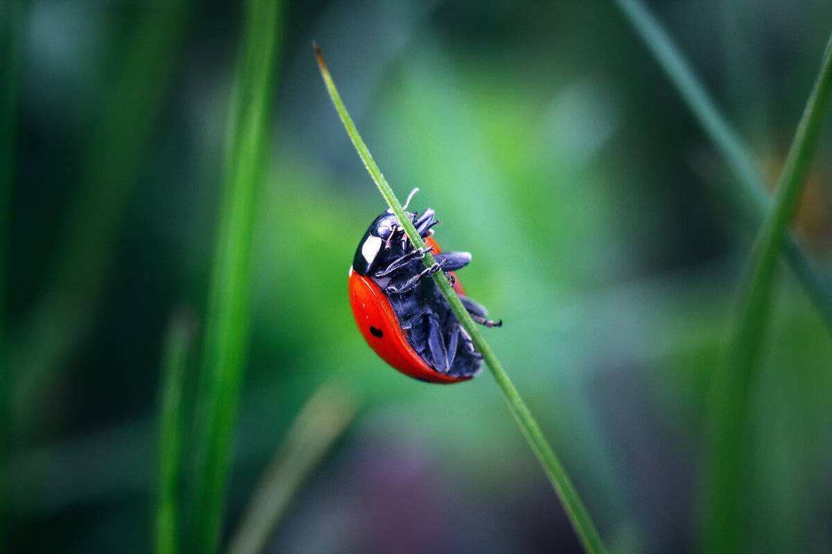 Божья коровка