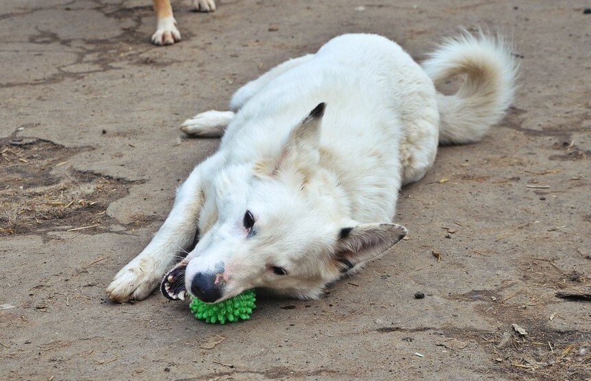 Пес оказался не нужен своему первому хозяину и прожил в приюте три года.