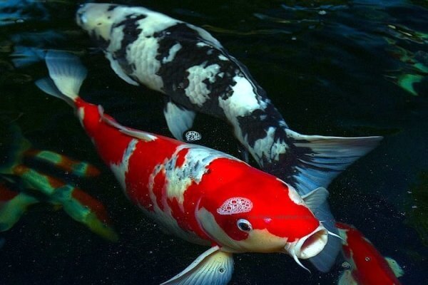 Все изображения взяты из открытых источников.