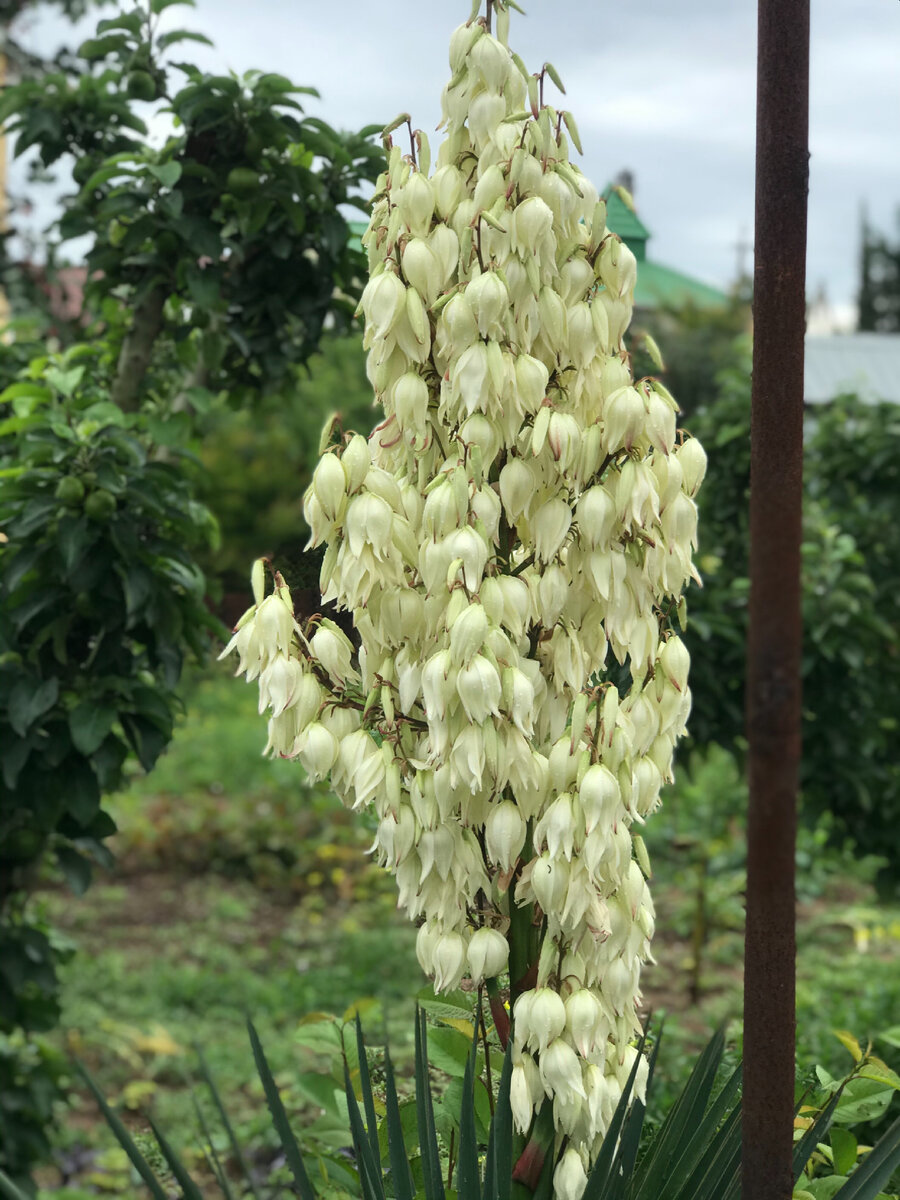 Моя юкка - символ невесты, ее непорочности и девственности. Юкка эта зацвела впервые за пять лет, зато как красиво!!!