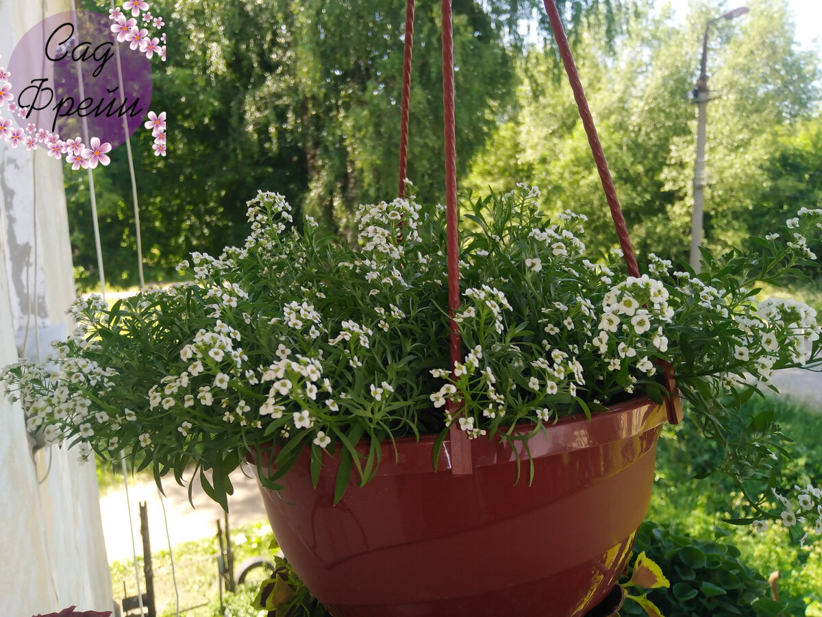 Алиссум в горшке на улице