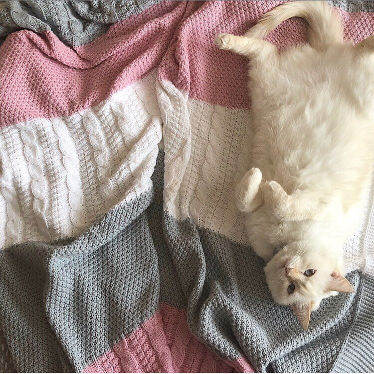 Наша сиамская кошка Алиса, окрас: ред-поинт, 2020 г.