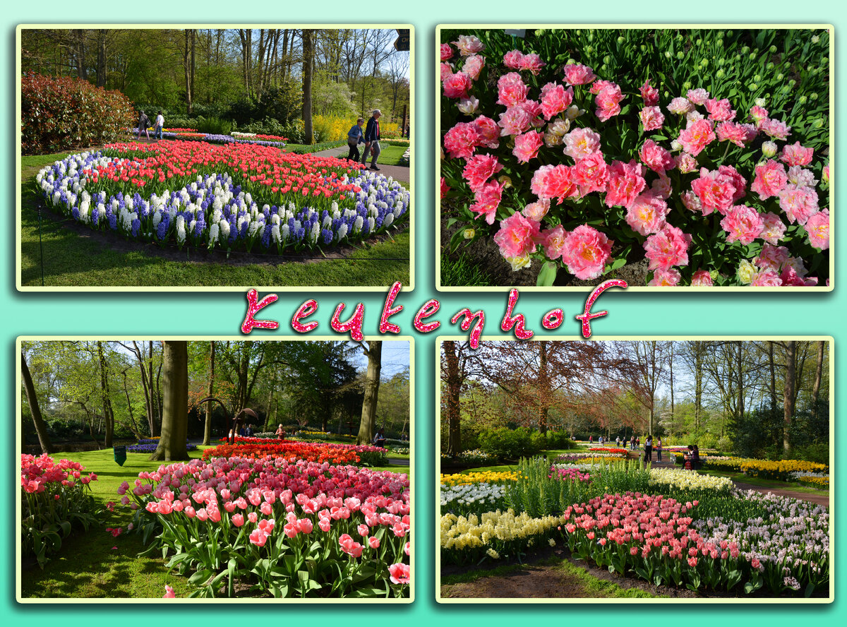 Кекенхоф ( Keukenhof ) — королевский парк цветов в Нидерландах. Также известен под названием Сад Европы (Garden of Europe).-2-2