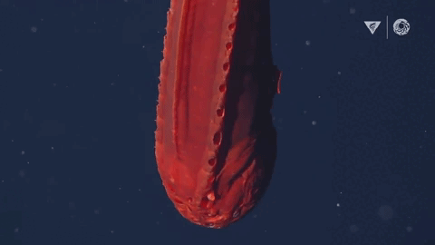 Источник: MBARI 