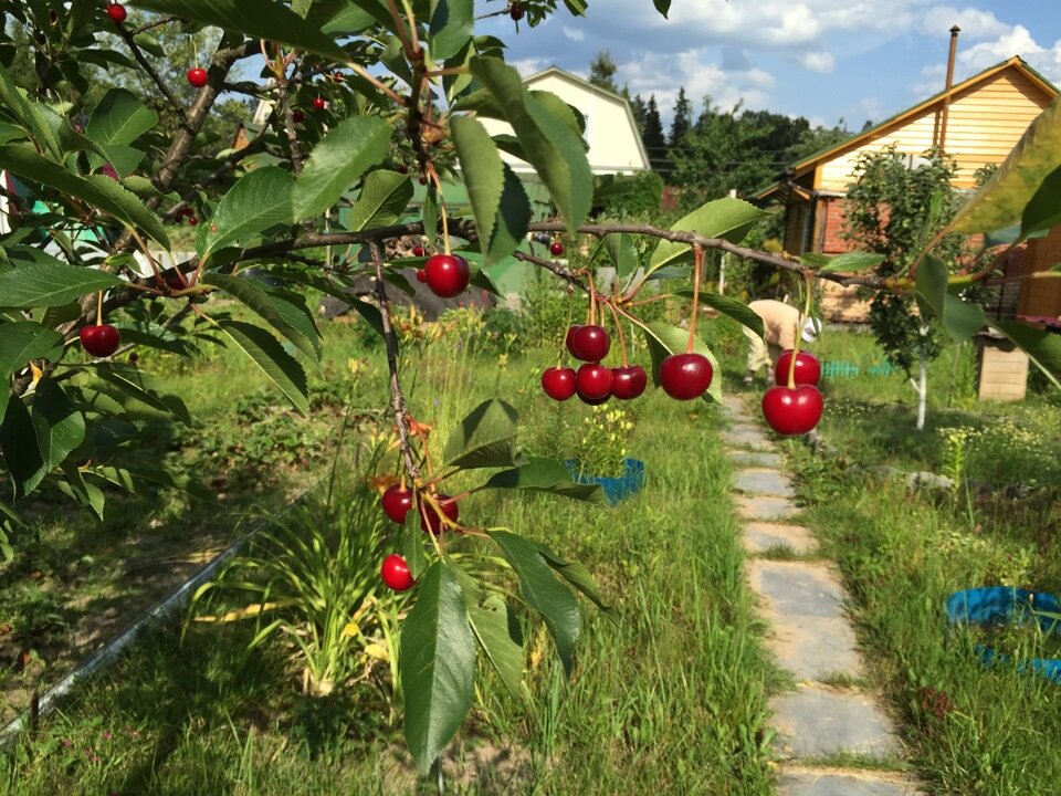 Вишня в огороде фото