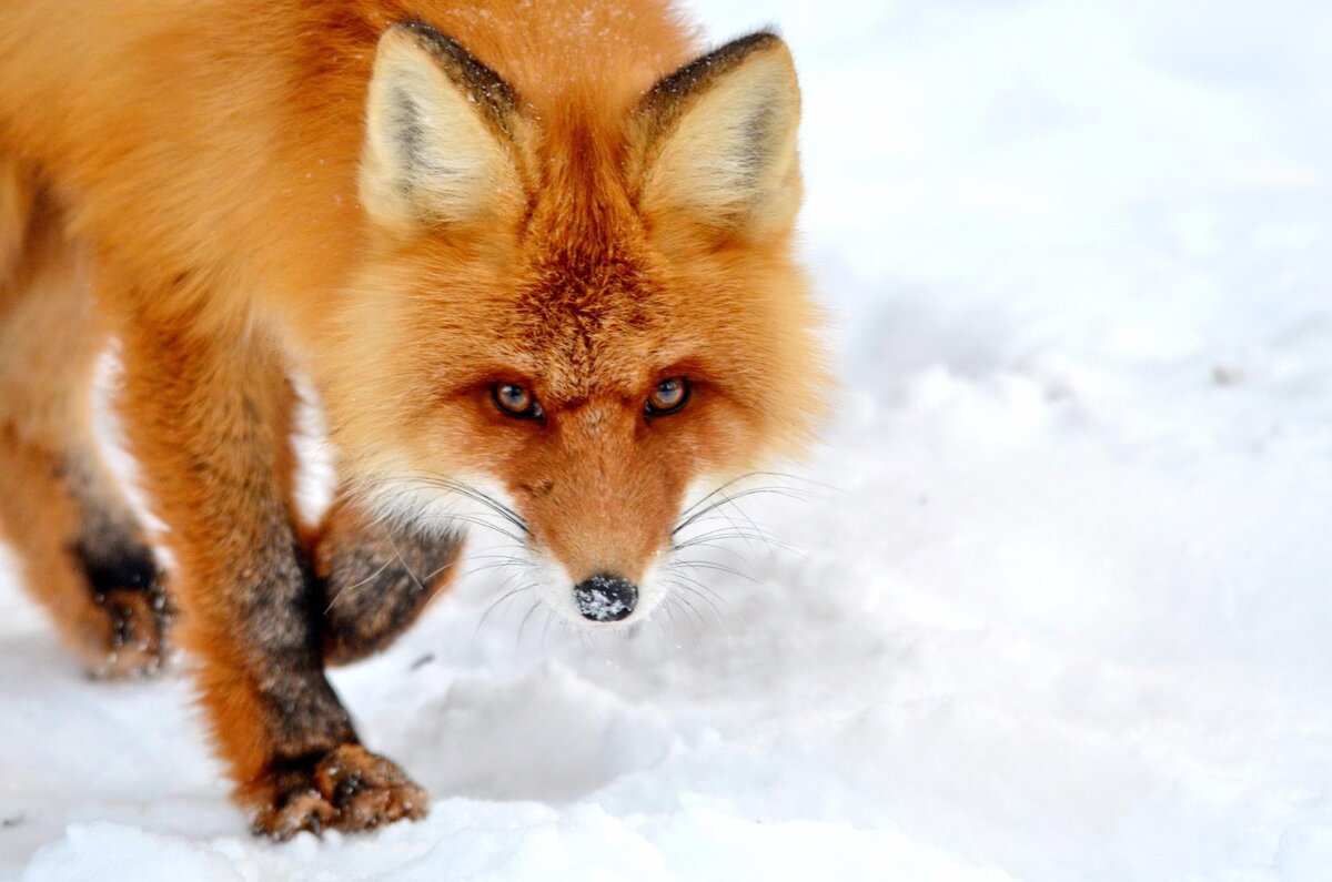 Лиса решилась выйти ко мне на контакт