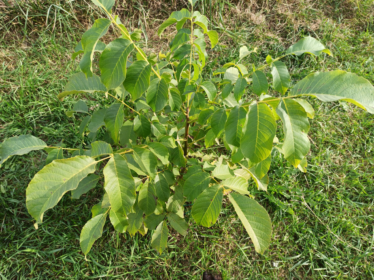 Это первый год